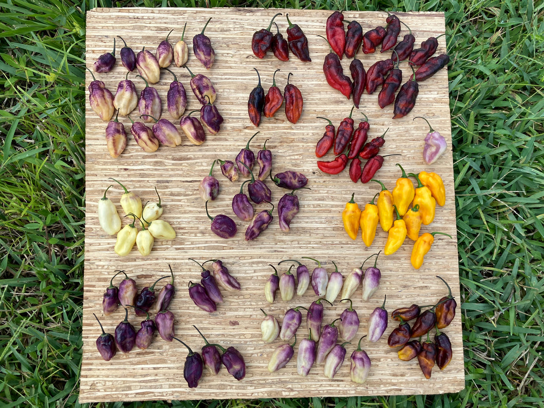 Karen (T-E Mix) (Pepper Seeds)