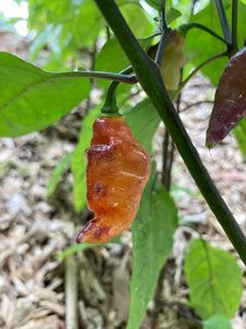 PJ Purple Molten (Pepper Seeds)