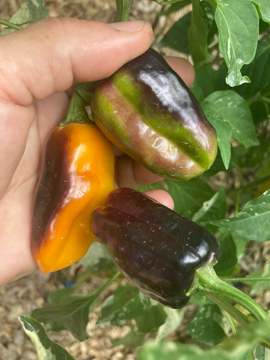 Barzakh (VSRP Poblano) (Pepper Seeds) – Towns-End Chili & Spice