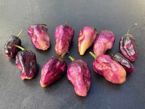 Perp Karen Peach (Pepper Seeds) (Limited)