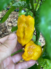 Load image into Gallery viewer, Yellow Horizon (Pepper Seeds)