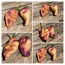 Load image into Gallery viewer, PJ Pink Ice (Pepper Seeds) (Limited)