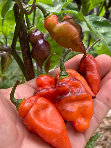 PJ Dark Fire (Pepper Seeds)