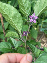 Load image into Gallery viewer, Peach Jes (Pepper Seeds)