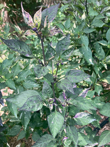 Irkalla (VSRP Poblano) (Pepper Seeds)