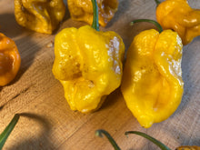 Load image into Gallery viewer, Yellow Horizon (Pepper Seeds)