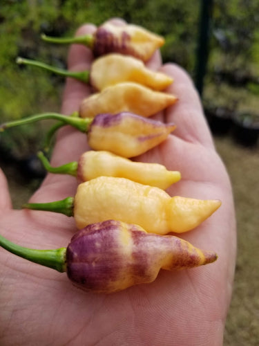 PJ Fire Cream (Pepper Seeds)(Pimenta Jolokia)