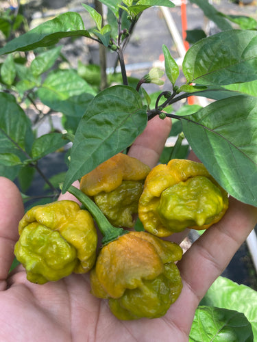 Hazy Horizon (Pepper Seeds)(Limited)