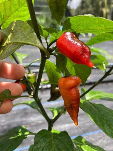 PJ Ored Ice (Pepper Seeds) (Limited)