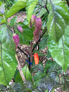 Tiger Caramel (Pepper Seeds)