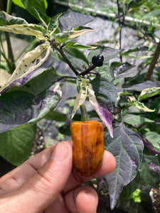 Babylon (VSRP Pablano) (Pepper Seeds)