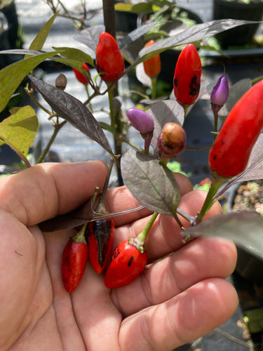 Blue Christmas (Pepper Seeds)