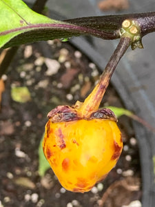 Purplegum Yellow Calyx First (Pepper Seeds)(Limited)