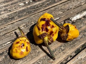 Purplegum Yellow Calyx First (Pepper Seeds)(Limited)