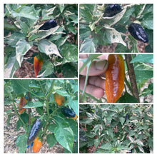 Load image into Gallery viewer, Fusang (VSRP Pablano) (Pepper Seeds)