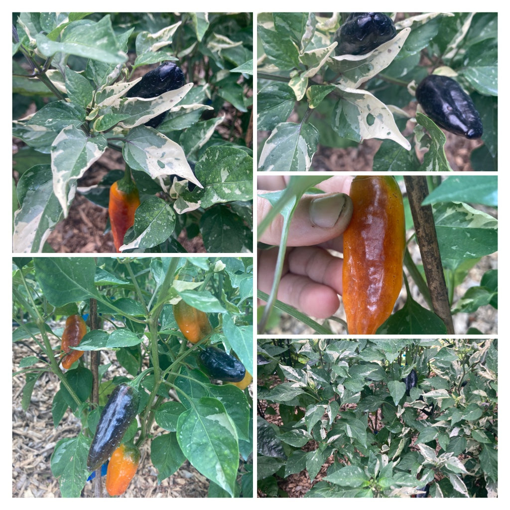Fusang (VSRP Pablano) (Pepper Seeds)