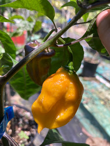 Yellow Horizon (Pepper Seeds)