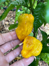 Load image into Gallery viewer, Yellow Horizon (Pepper Seeds)