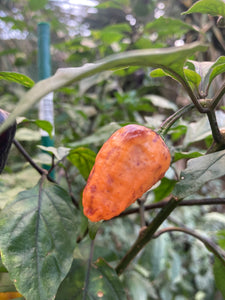 Orange Jes (Pepper Seeds)