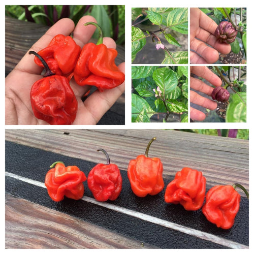 Purple Ghost Scorpion (Pepper Seeds)