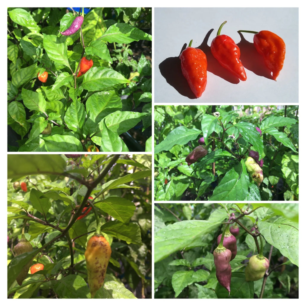 ghost pepper plant seeds Bhut Jolokia Purple/Red "Purple Ghost" (Pepper Seeds) – Towns-End Chili & Spice