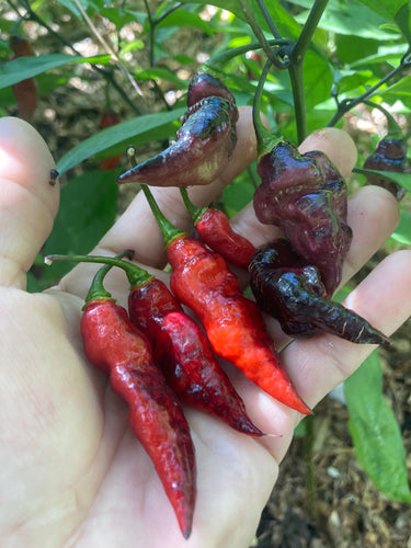 PJ Purple Molten (Pepper Seeds)