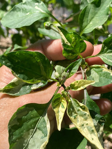 Agartha (VSRP Pablano) (Pepper Seeds)