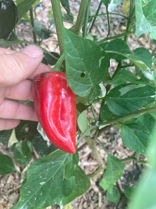 Avalon (VSRP Pablano) (Pepper Seeds)