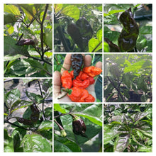 Load image into Gallery viewer, Primo Noir (Pepper Seeds)