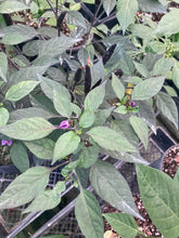 Load image into Gallery viewer, Maui Purple (Pepper Seeds)