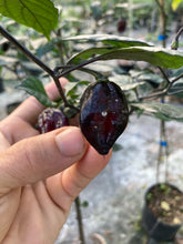 Load image into Gallery viewer, Red Shark Black (Pepper Seeds)