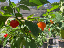 Load image into Gallery viewer, ScotchPort Wrinkled Red (Pepper Seeds)