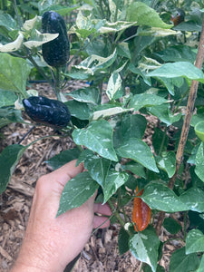 Fusang (VSRP Poblano) (Pepper Seeds)