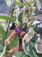 Load image into Gallery viewer, Kandam (VSRP Pablano) (Pepper Seeds)