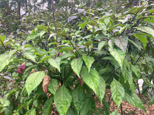 PJ Redlight (Pepper Seeds)