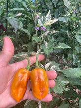 Load image into Gallery viewer, Barzakh (VSRP Poblano) (Pepper Seeds)