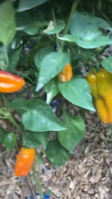 Load image into Gallery viewer, Arkaim (VSRP Pablano) (Pepper Seeds)