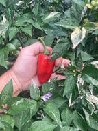 Avalon (VSRP Poblano) (Pepper Seeds)