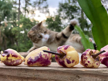 Load image into Gallery viewer, Purplegum Cream Splotched (Pepper Seeds)(Limited)