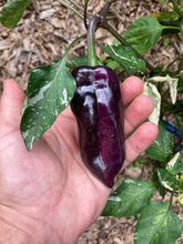 Load image into Gallery viewer, Tartarus (VSRP Pablano) (Pepper Seeds)