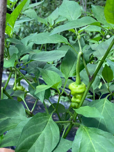 Zou-Pi (Pepper Seeds)