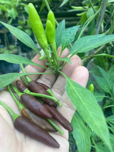 KS Starscream Chocolate (Pepper Seeds)
