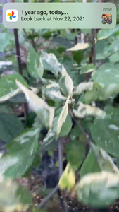 Asgard (VSRP Pablano) (Pepper Seeds)