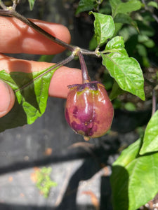 Purplegum (T-E Mix)(Pepper Seeds)