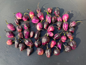 Phat Karen (Pepper Seeds) (Limited)
