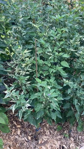 Fusang (VSRP Poblano) (Pepper Seeds)