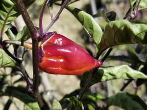 Purplegum Orange Blushed (Pepper Seeds)