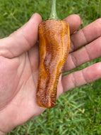 Agartha (VSRP Poblano) (Pepper Seeds)