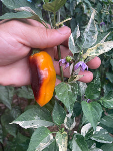 Barzakh (VSRP Poblano) (Pepper Seeds)