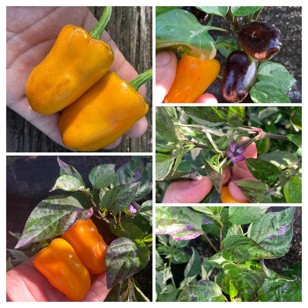 planting poblano pepper seeds Hawaiki (VSRP Poblano) (Pepper Seeds)